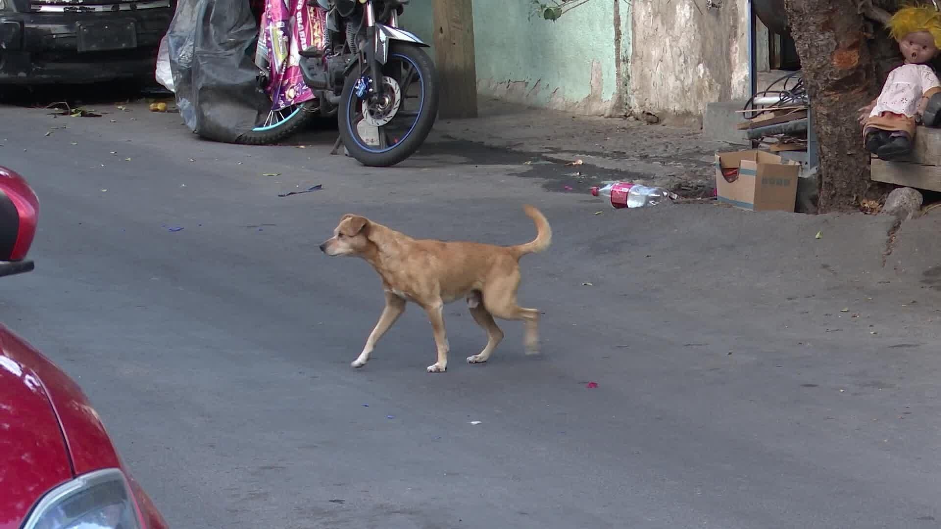 Denuncian Perros Callejeros, pero Operativo No Encuentra Ninguno en San Francisquito