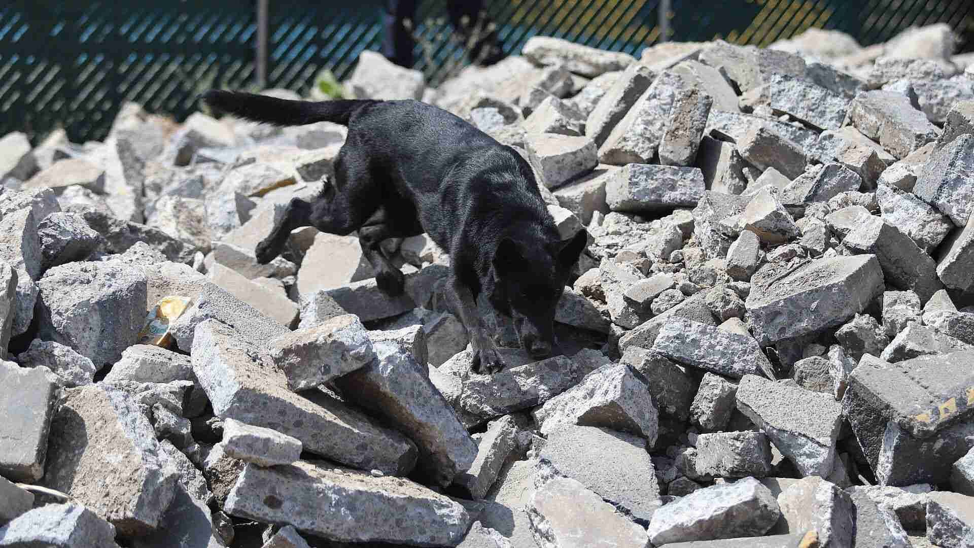 Así Entrena ‘Togo’, el Perro Rescatista que Localizó a Víctimas en San Antonio Abad