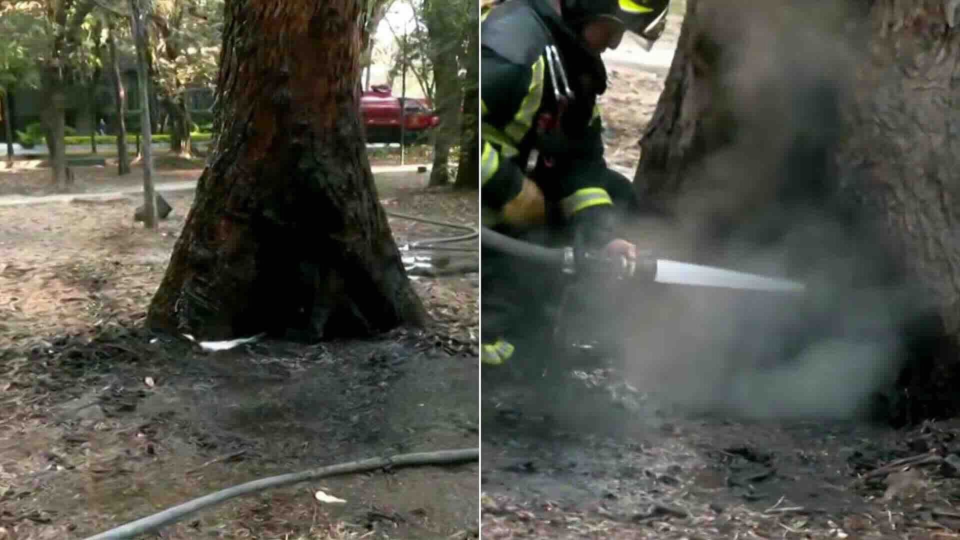 Bomberos Apagan Árbol Incendiado en Calle Rubén Darío en Polanco, CDMX