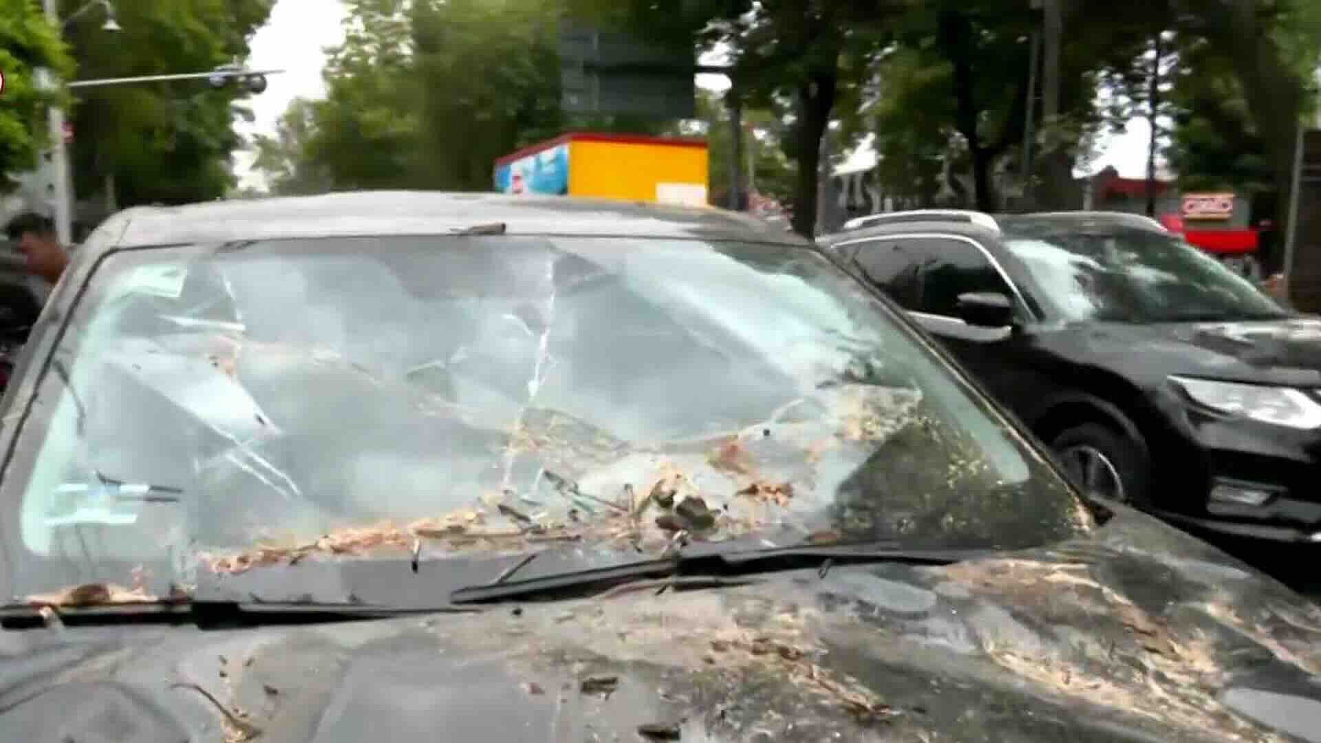 Árbol Cae sobre Dos Vehículos sin Dejar Lesionados en Miguel Hidalgo, CDMX