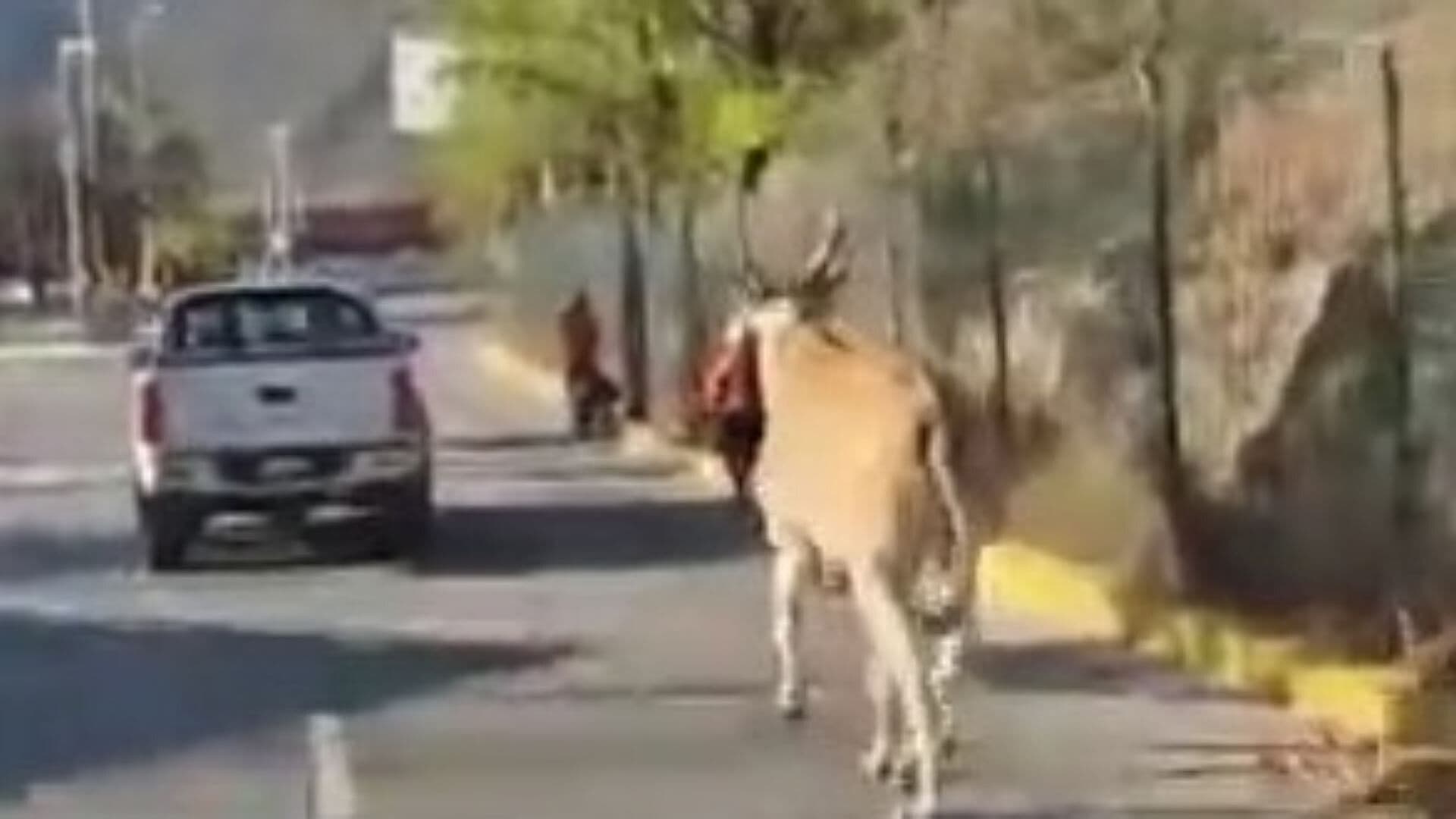 Sale Antílope a Pasear por Estadio de Rayados en la Colonia La Pastora