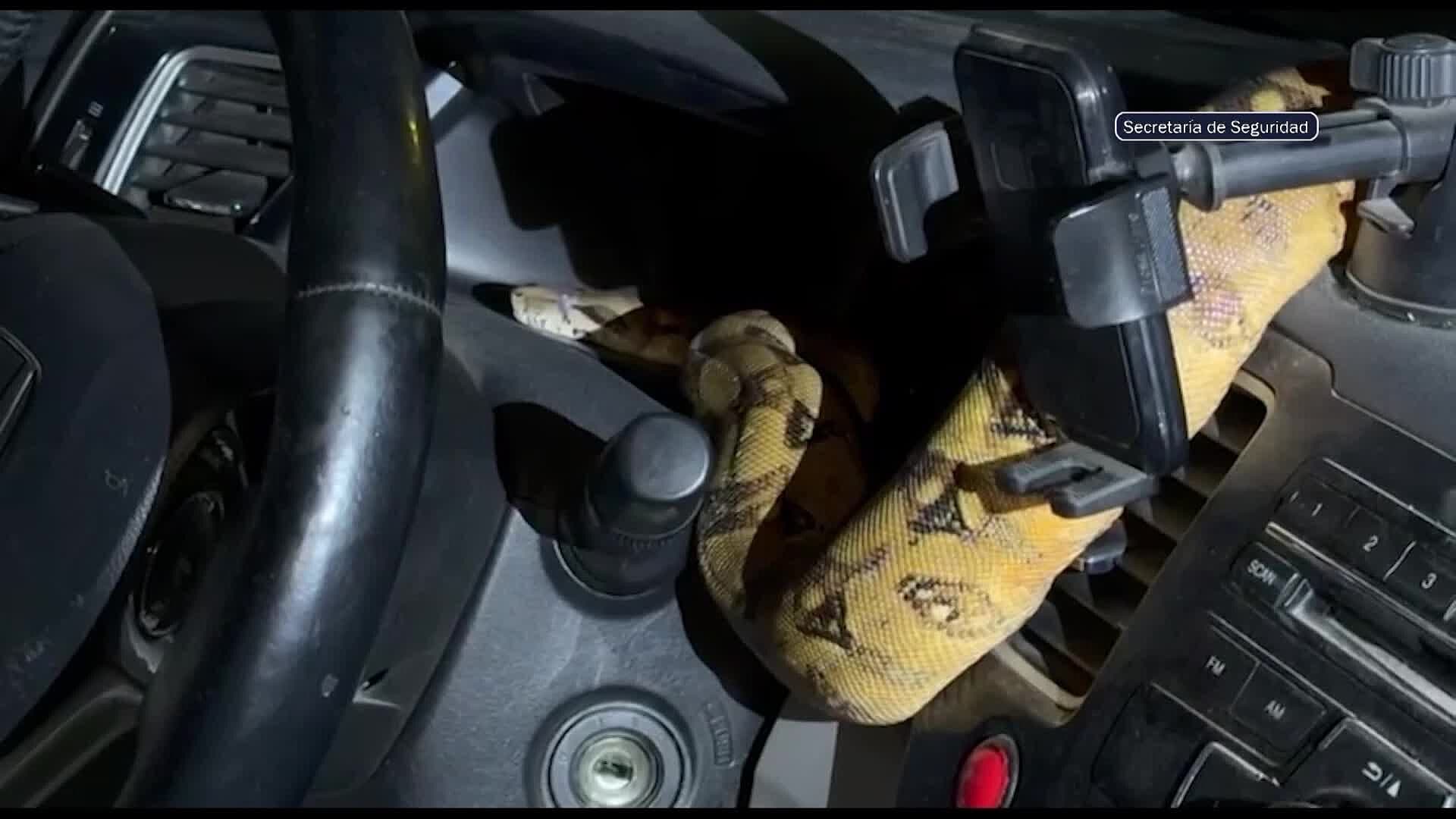Serpiente Exótica es Localizada en el Tablero de un Auto en la Colonia Moderna, Guadalajara
