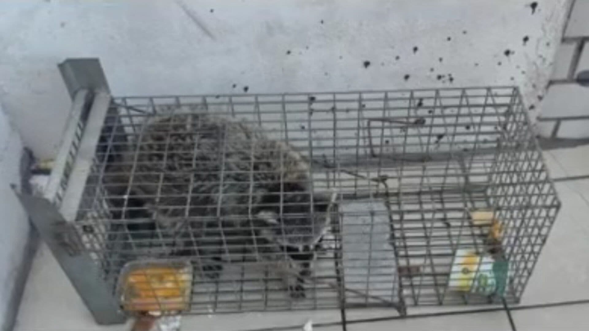 Vecinos Capturan a Mapache en Colonia Tierra Propia en Monterrey