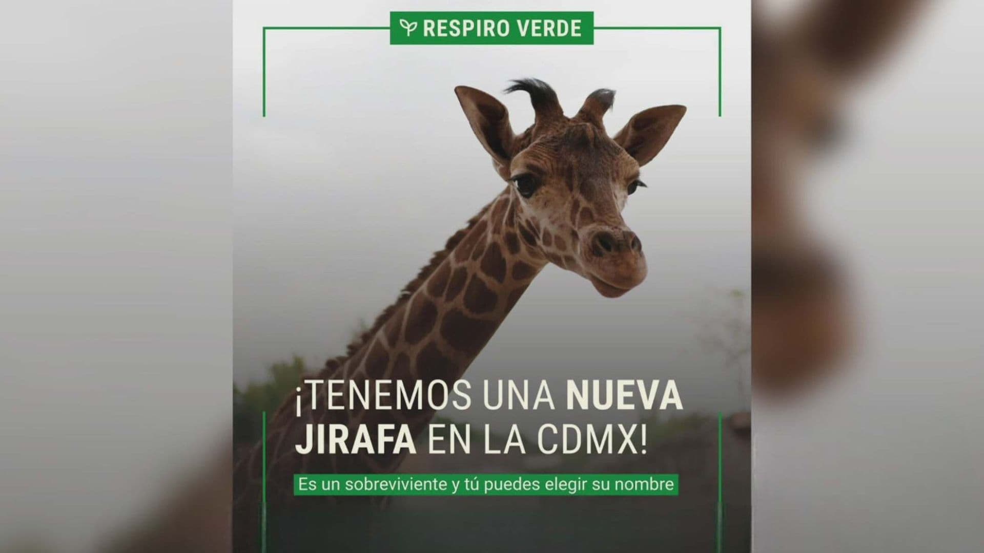 ¡Hermosa! Nace Nueva Jirafa en Zoológico de San Juan de Aragón en CDMX