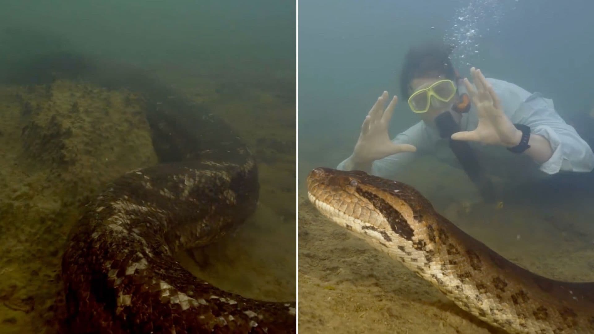 Descubren Nueva Especie de Anaconda Gigante en el Amazonas
