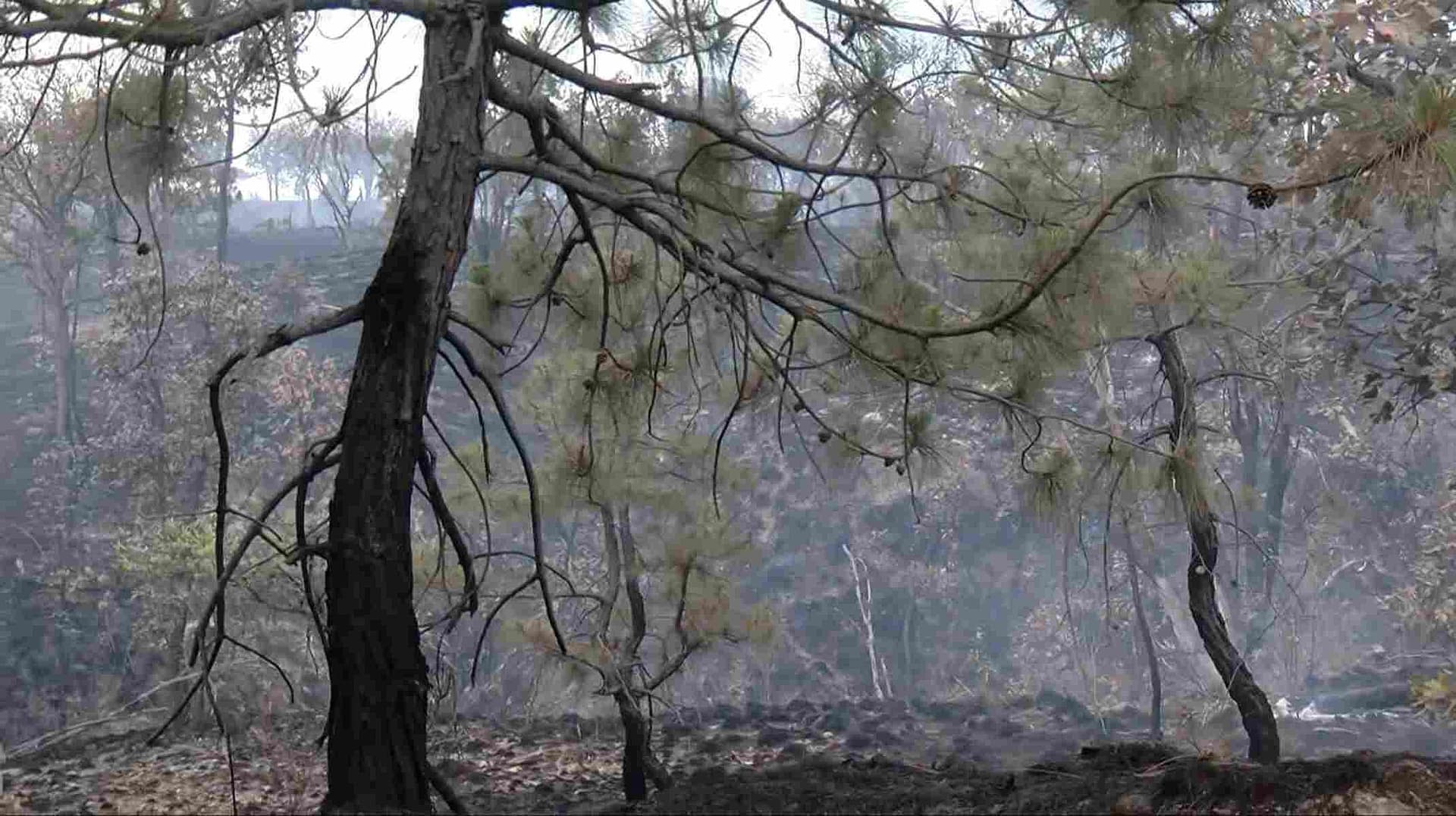 Incendio en Bosque La Primavera Deja Severa Contaminación en la Zona Metropolitana de Guadalajara