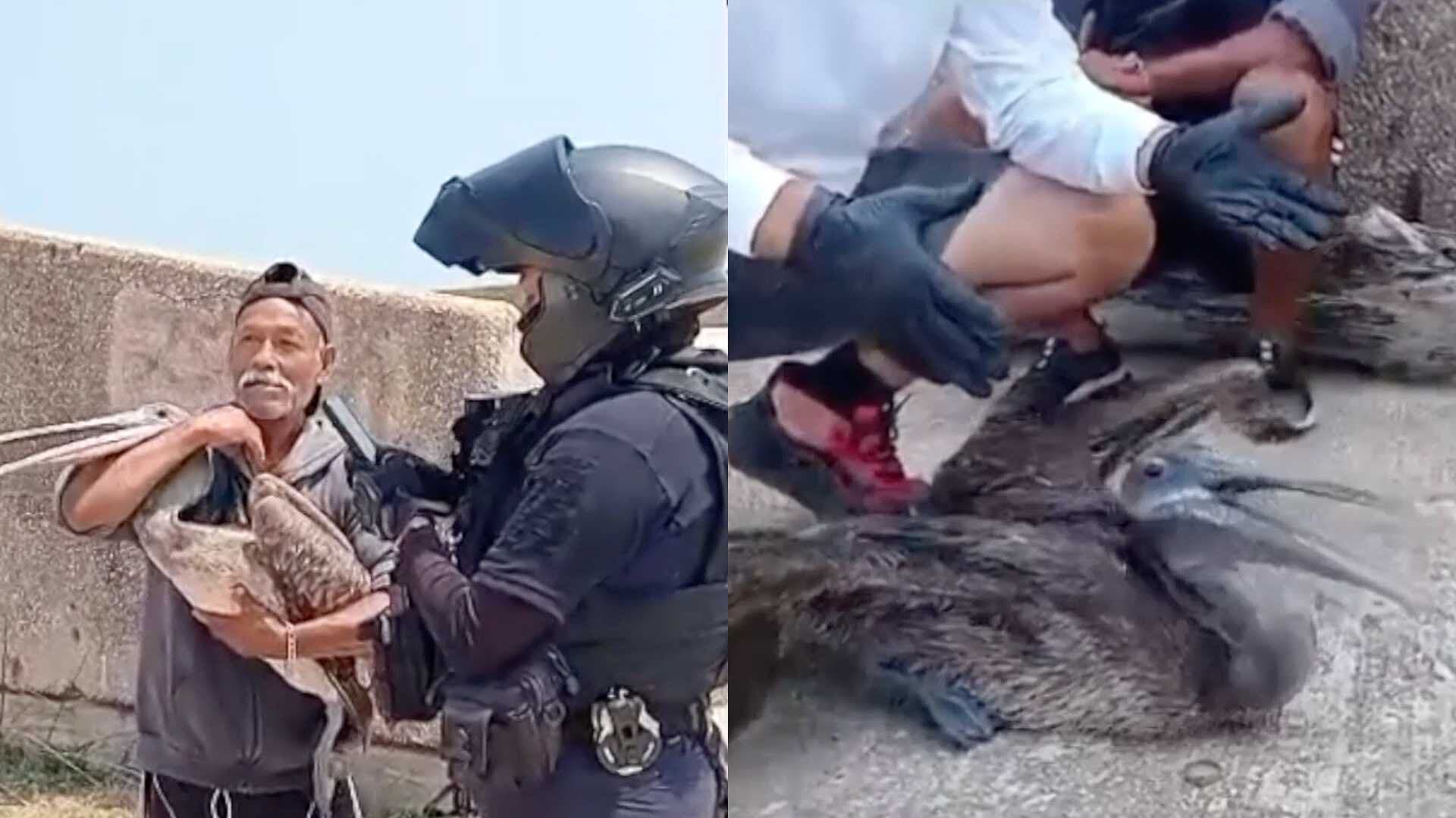 Rescatan Segundo Pelícano en Playa de Coatzacoalcos, Veracruz