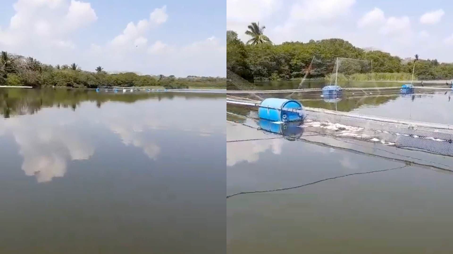 Denuncian Muerte de Peces por Presunta Contaminación en Laguna Cabana en La Antigua Veracruz