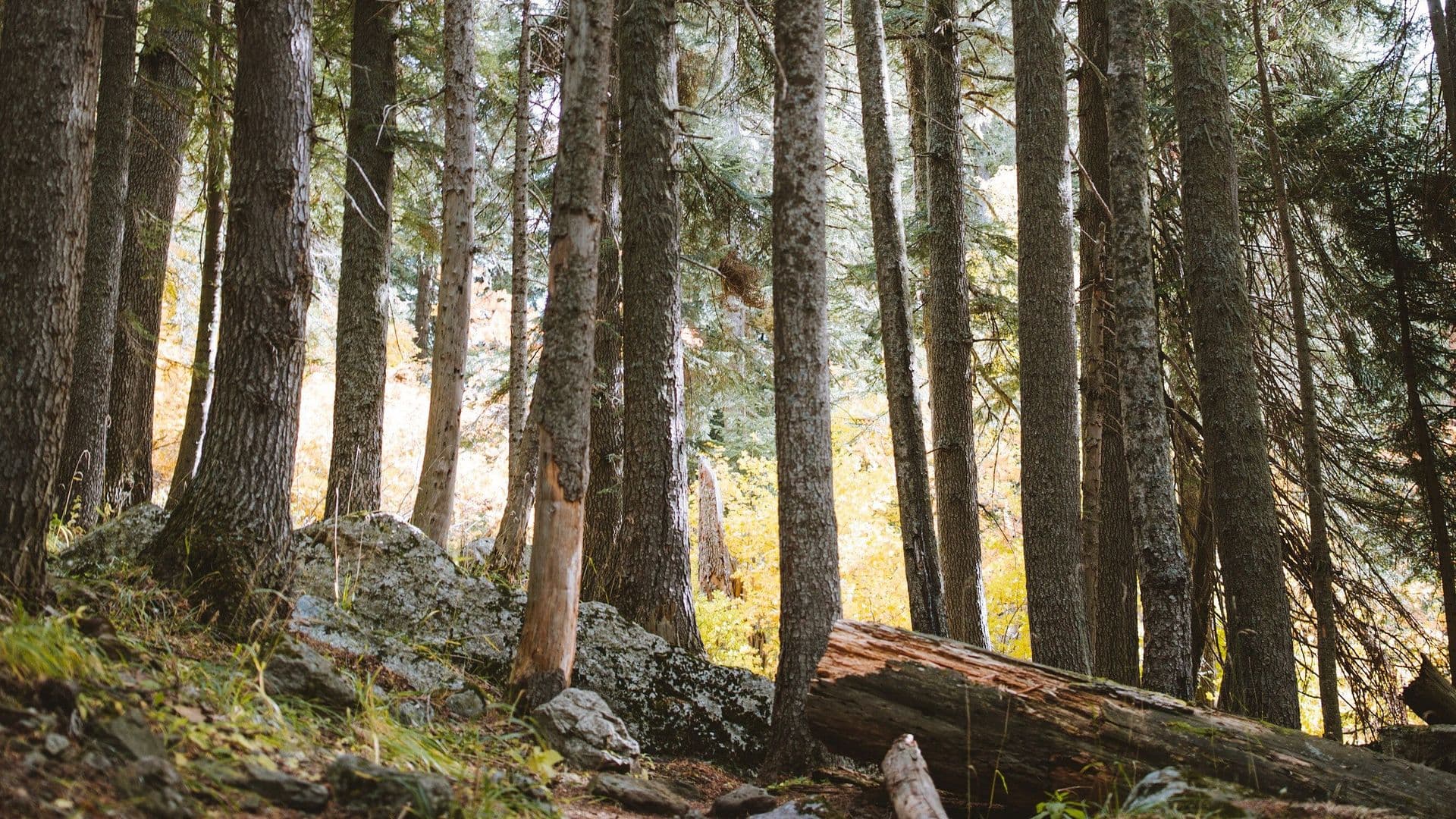 Abordan Problemáticas en la Sierra Tarahumara