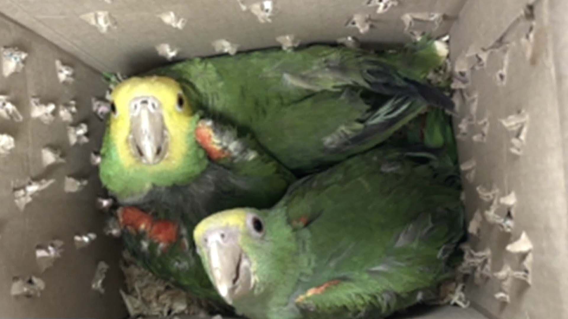 CBP Decomisa Tres Loros Vivos en Puente Internacional Gateway
