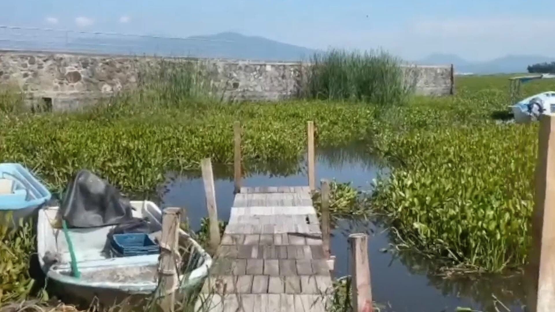 Plaga de Lirio Afecta en su Mayoría a la Laguna de Yuriria; Piden Apoyo a las Autoridades