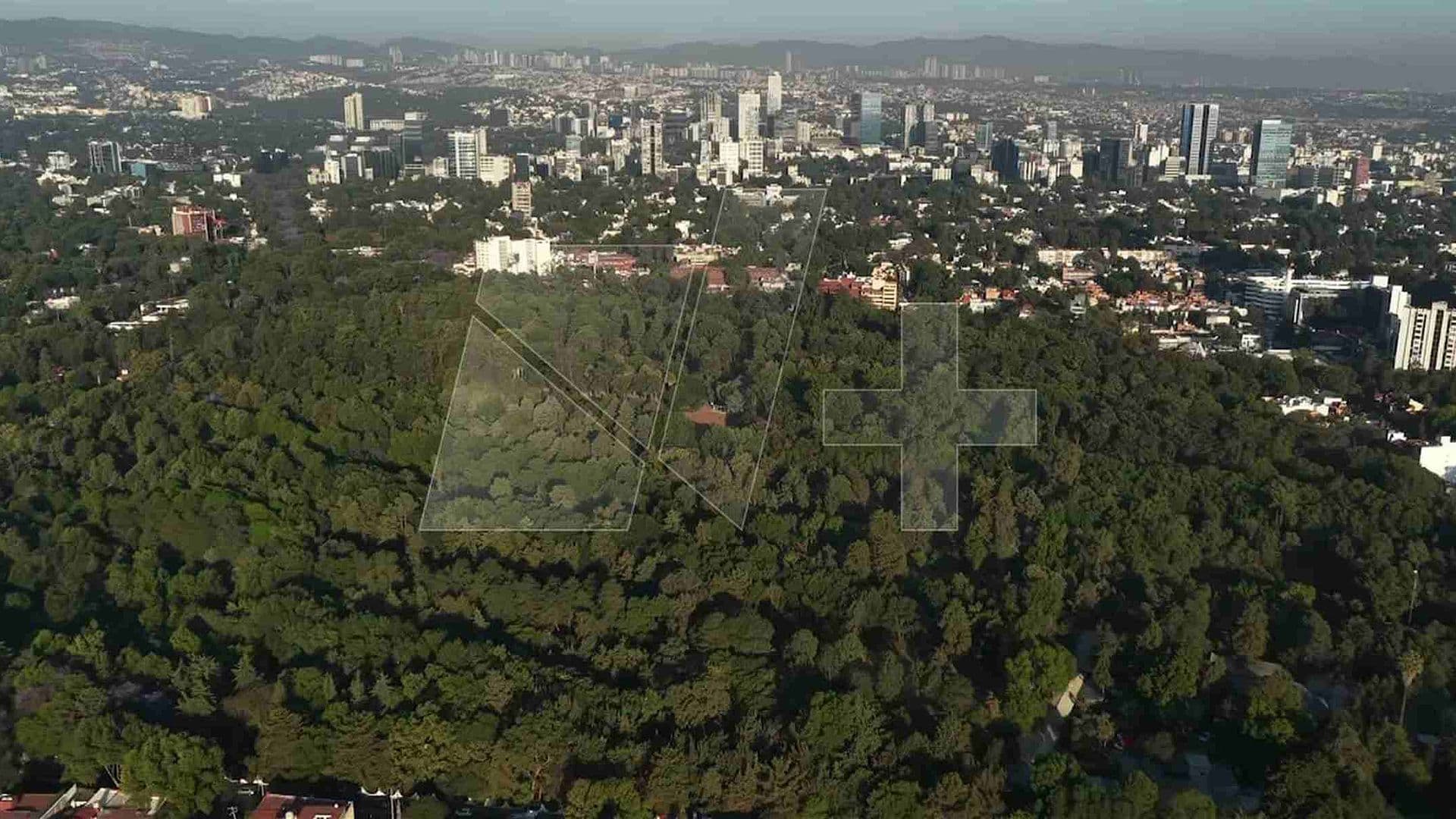 Deforestación de los Viveros de Coyoacán Preocupa a Vecinos y Especialistas, ¿Qué Está Pasando?