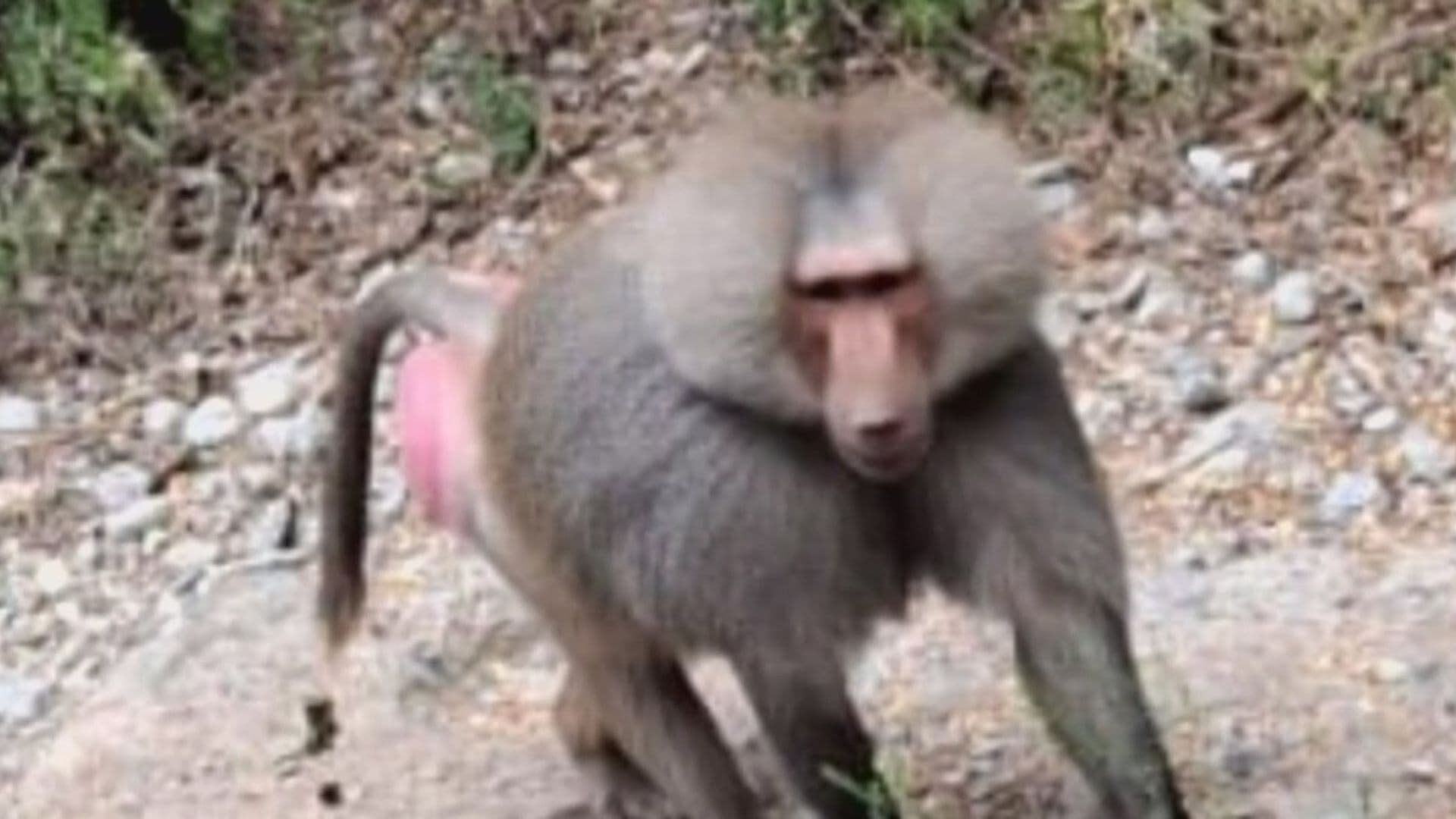 Ahora Aparece Un Mandril en Zona de Presa La Boca en Santiago, Nuevo León