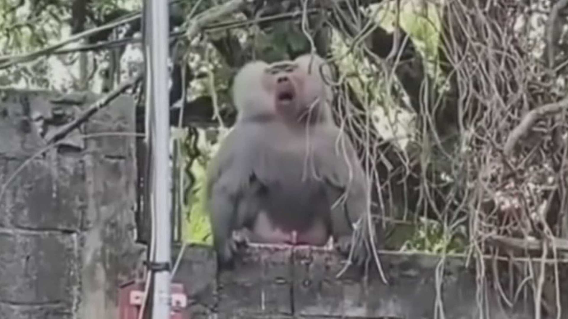 Reportan Babuino Agresivo en La Boca; Investigan si se Cuenta con los Permisos del Animal