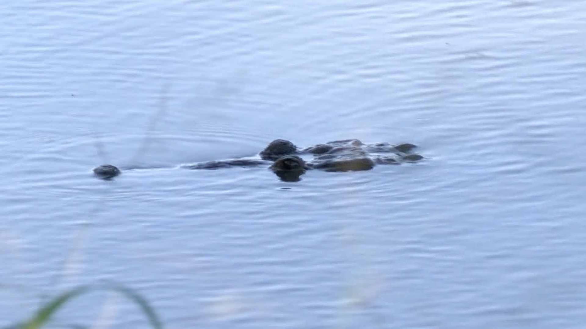 Vecinos Denuncian que Cocodrilos se Comen a las Mascotas en Sector "Chispus" de Ciudad Madero