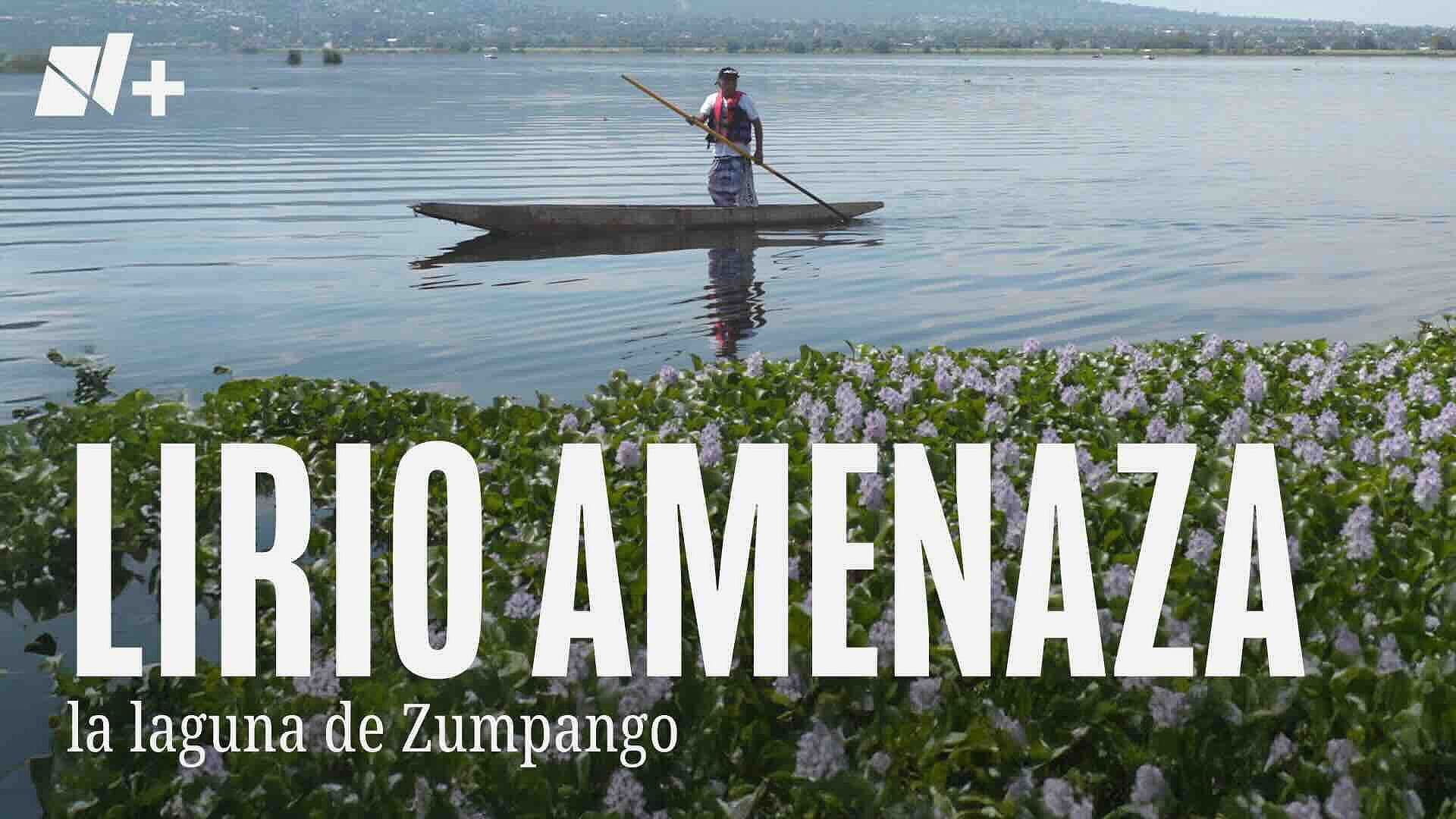 Lirio Amenaza la Laguna de Zumpango