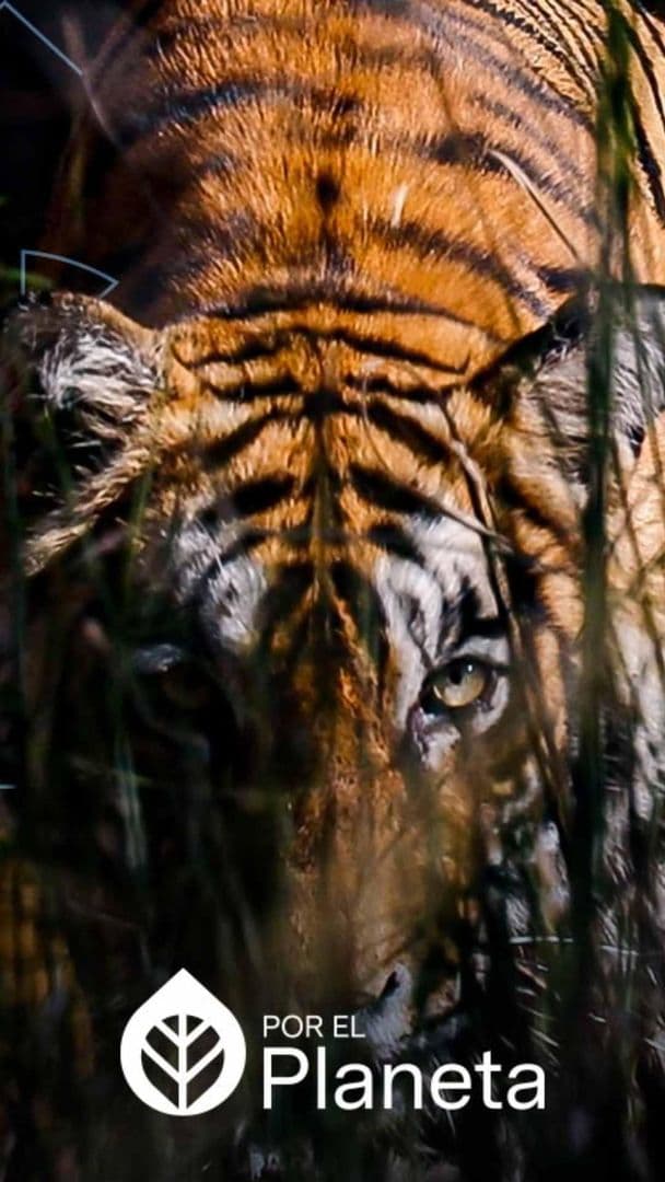 FOTO | Por el Planeta | Kaziranga y Ranthambore: La Vida Silvestre que Protege a la India