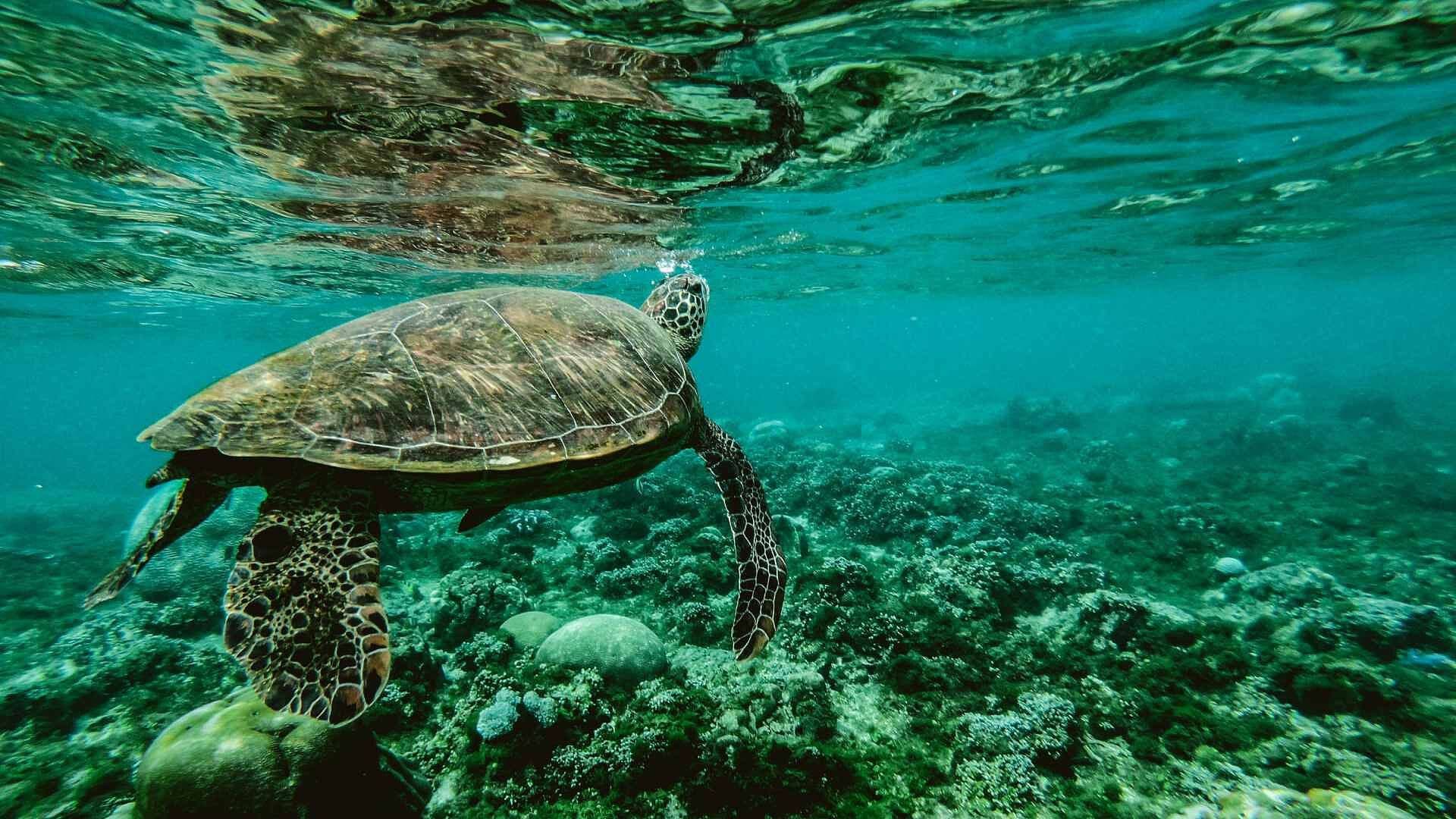Aparece Muerta Tortuga Carey en Playa de Veracruz