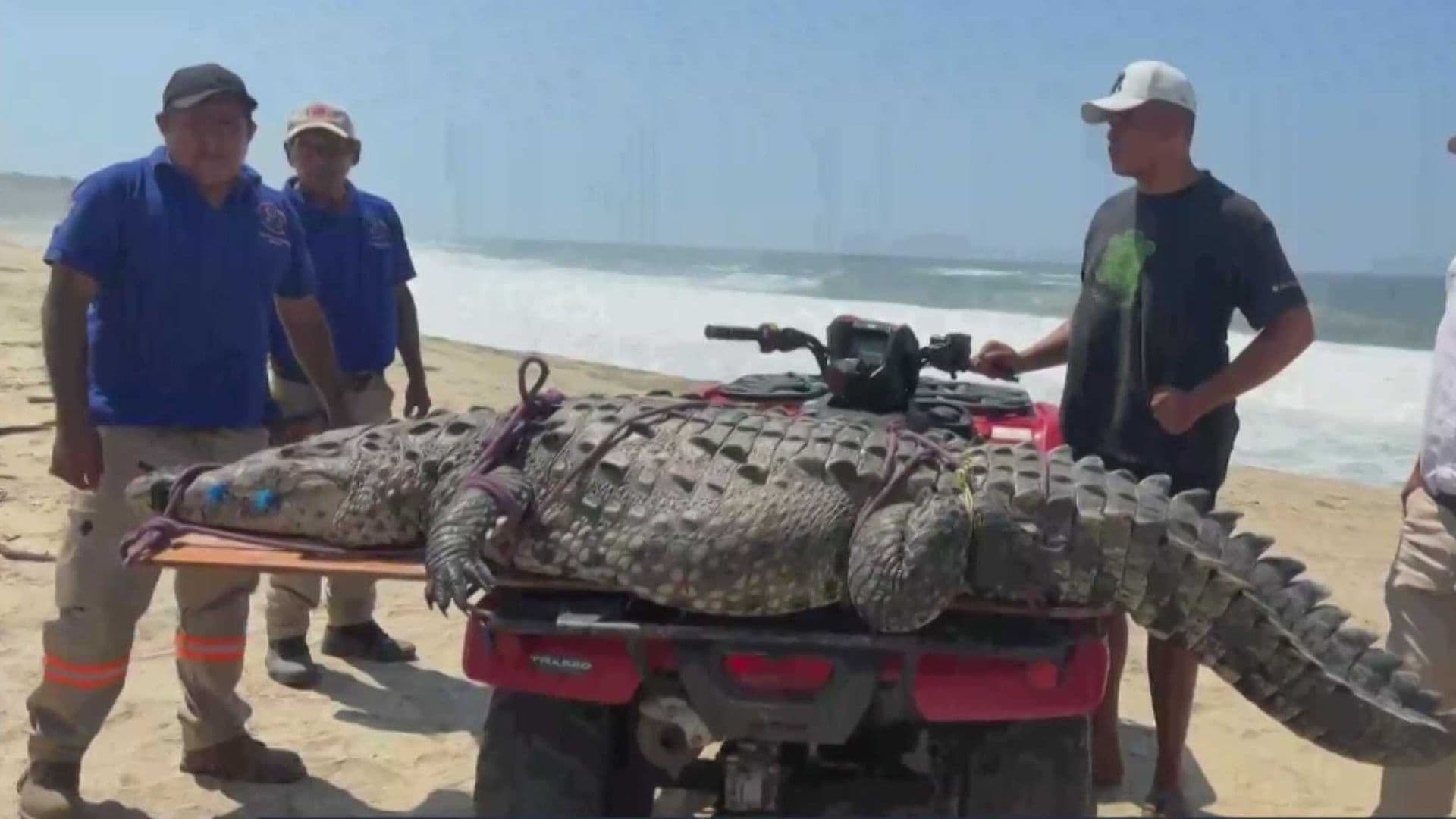 Capturan Enorme Cocodrilo en Puerto Escondido, Oaxaca