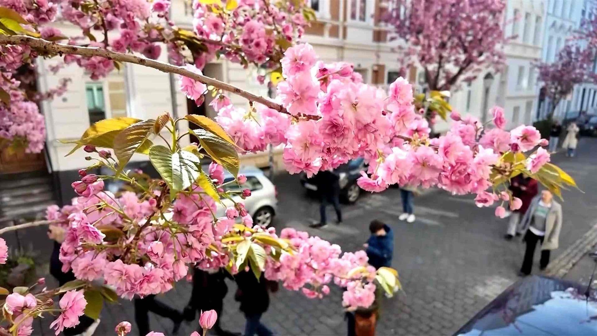 Como Cada Año con la Llegada de la Primavera Florecen Cientos de Cerezos en Bonn, Alemania