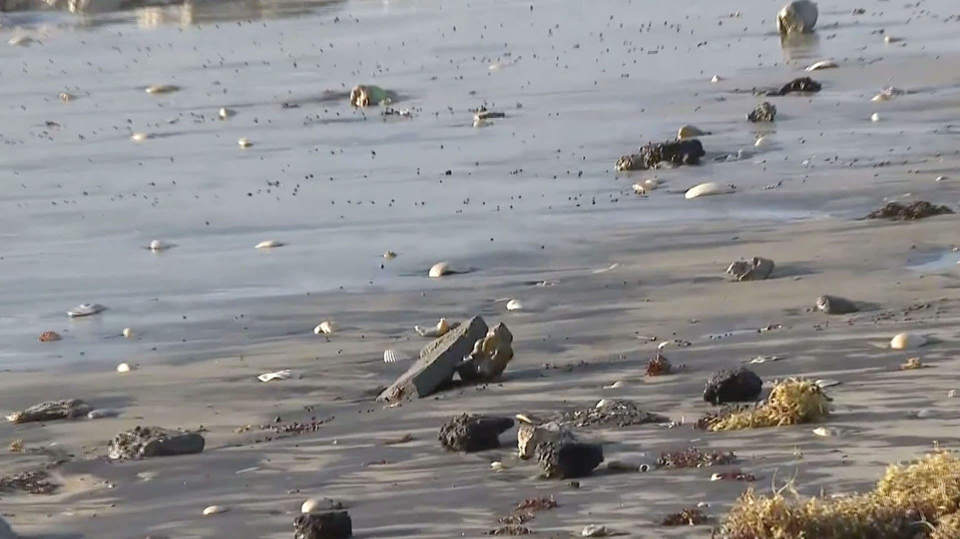 Ambientalistas Denuncian la Presencia de Hidrocarburo en Playa Bagdad