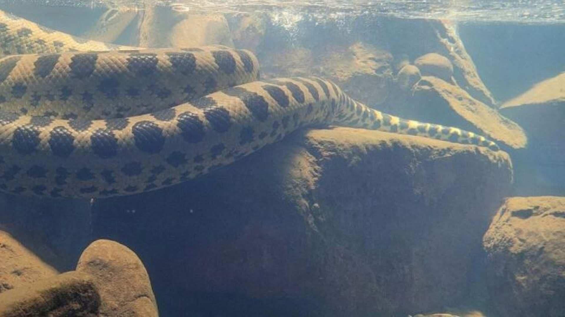Descubren Nueva Especie de Anaconda Gigante en el Amazonas 29/02/2024