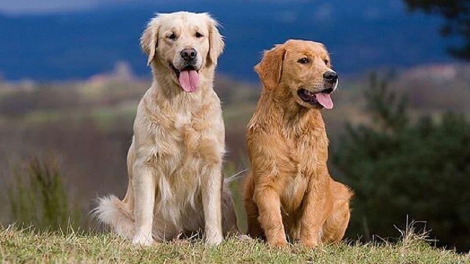 Así es la Granja de Diversión de los Golden Retriever, en Vermont, EUA