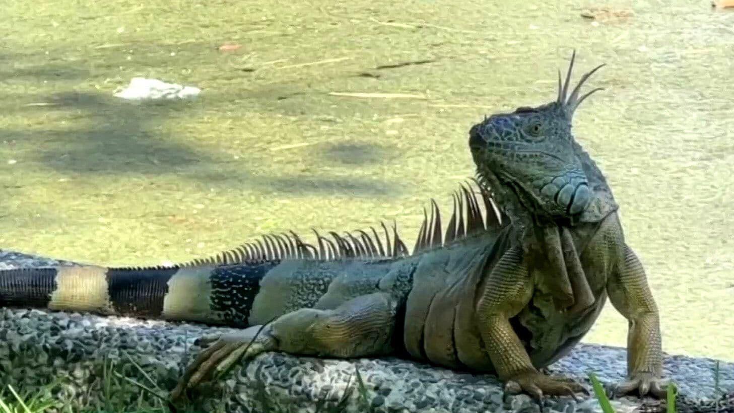 Parque Papagayo de Acapulco se Convierte en Iguanario Natural