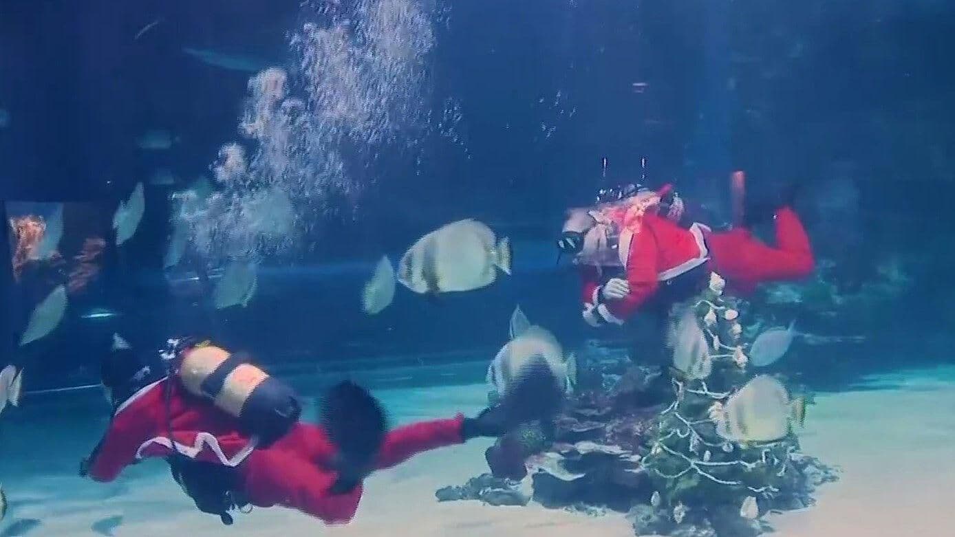 Santa y La Navidad Llegan al Acuario de Budapest