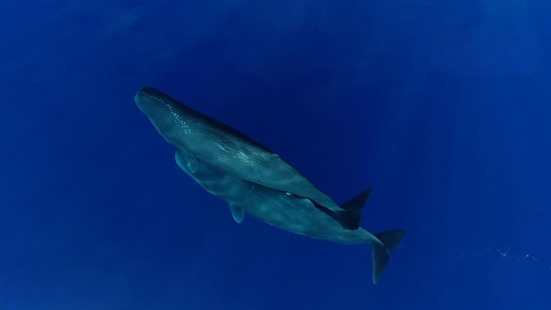 Descubren que Vocalizaciones de los Cachalotes Son muy Similares a las de los Seres Humanos