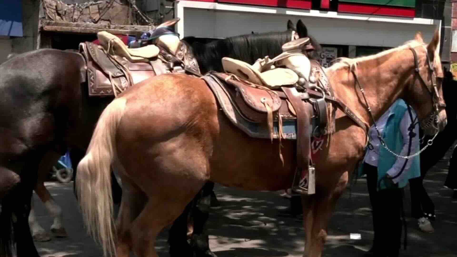 Juicio Busca Prohibir Uso de Caballos en Pasión de Cristo en Iztapalapa por Presunto Maltrato