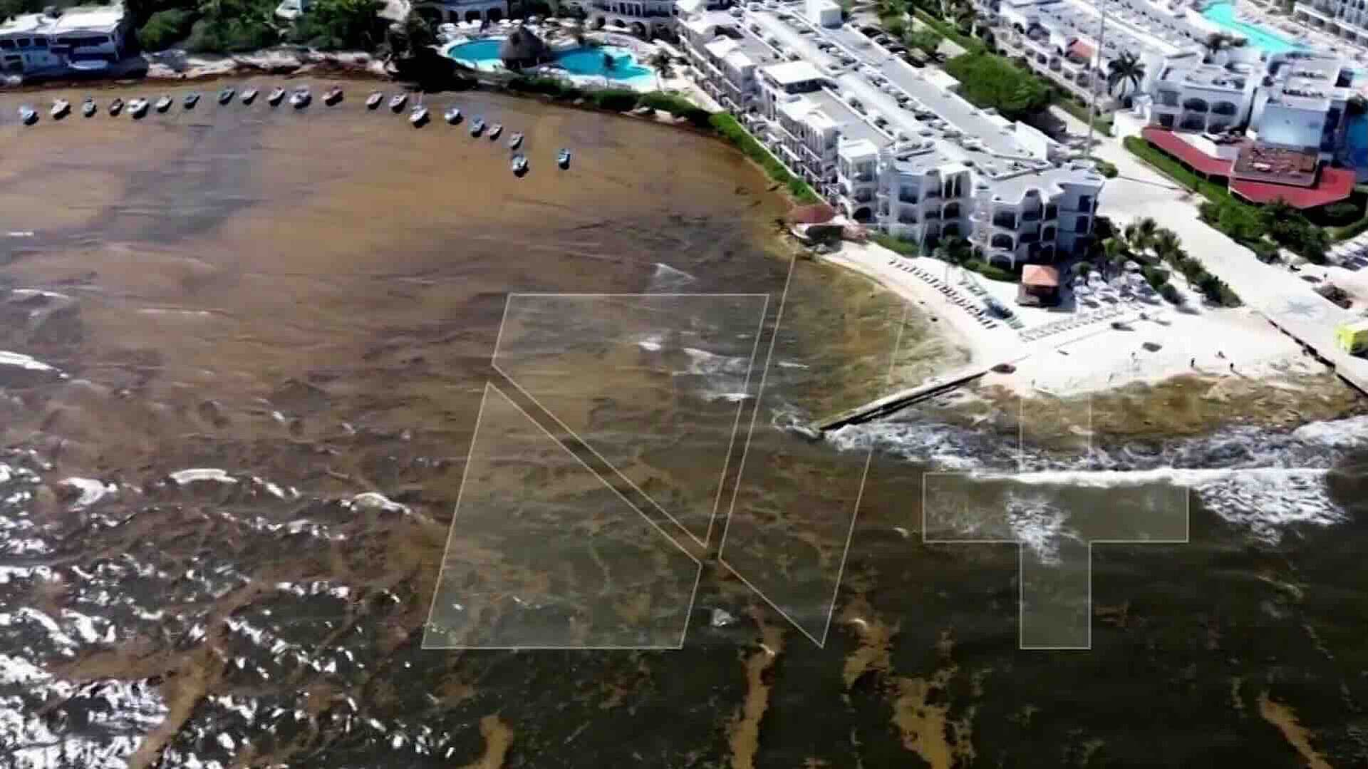 Excesivo Recale de Sargazo Afecta Playa del Carmen y Golpea Turismo y Pesca