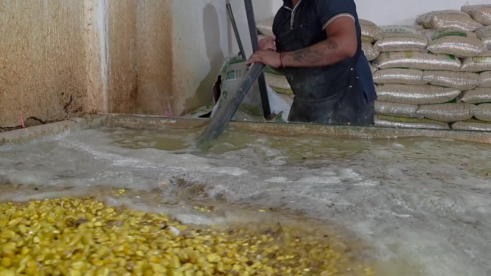 Costo de Insumos de la Tortilla Podrían Aumentar el Precio del kilo en Guanajuato