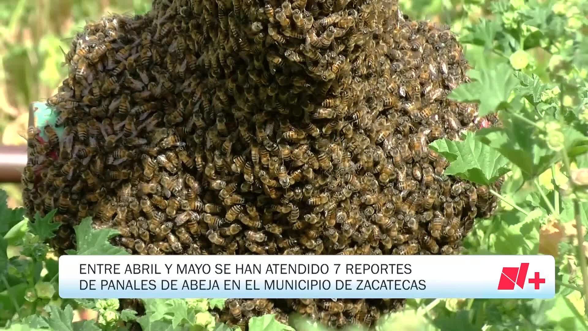 ¿Qué hacer Ante un Enjambre de abejas? PC Zacatecas Emite Recomendaciones