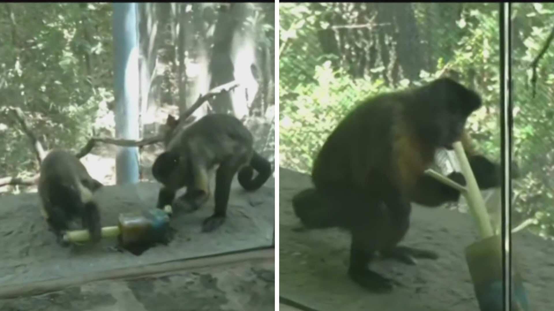 VIDEO: Monitos Disfrutan unas Paletas de Hielo para Mitigar el Calor en el Zoológico de Chapultepec