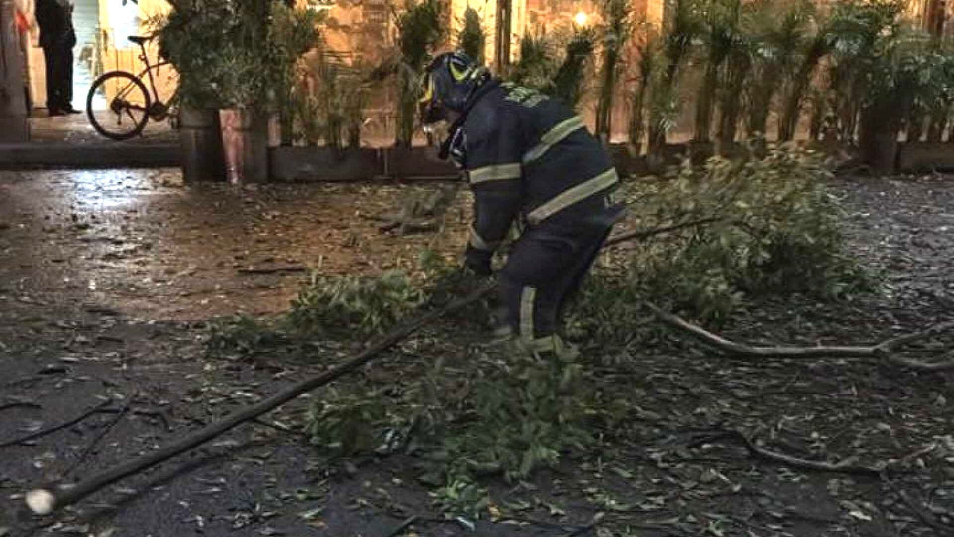 Lluvias Derriban Enorme Rama en la Colonia Roma Norte y Provoca Afectaciones en CDMX