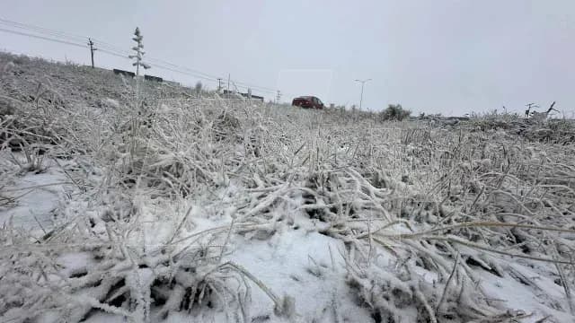 CONGELA SALTILLO