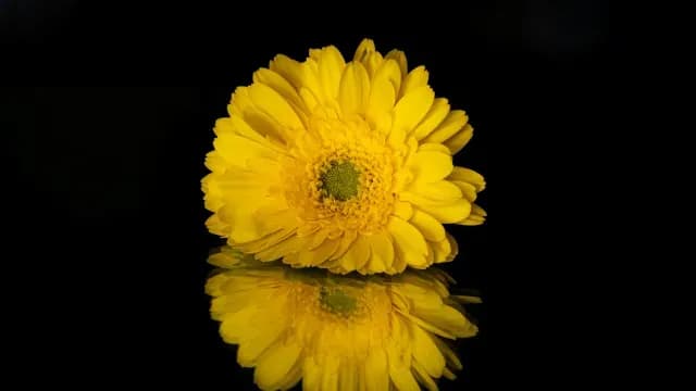Gerberas amarillas