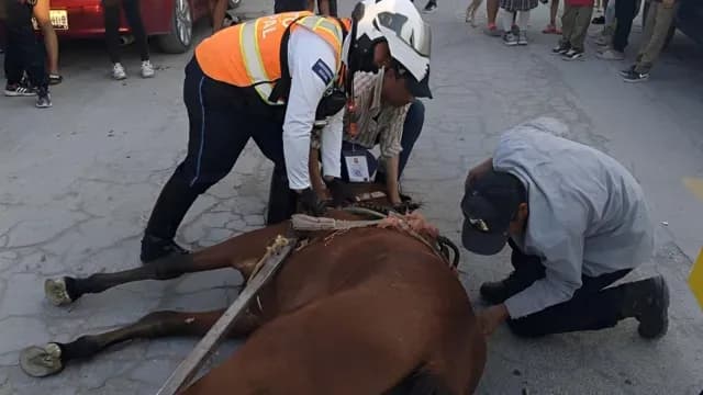 CABALLO  DESBOCADO TRC