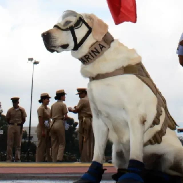 Perritos rescatistas mexicanos - Frida