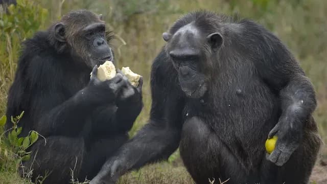 Chimpancés comen en una reserva