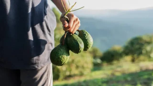 aguacateros