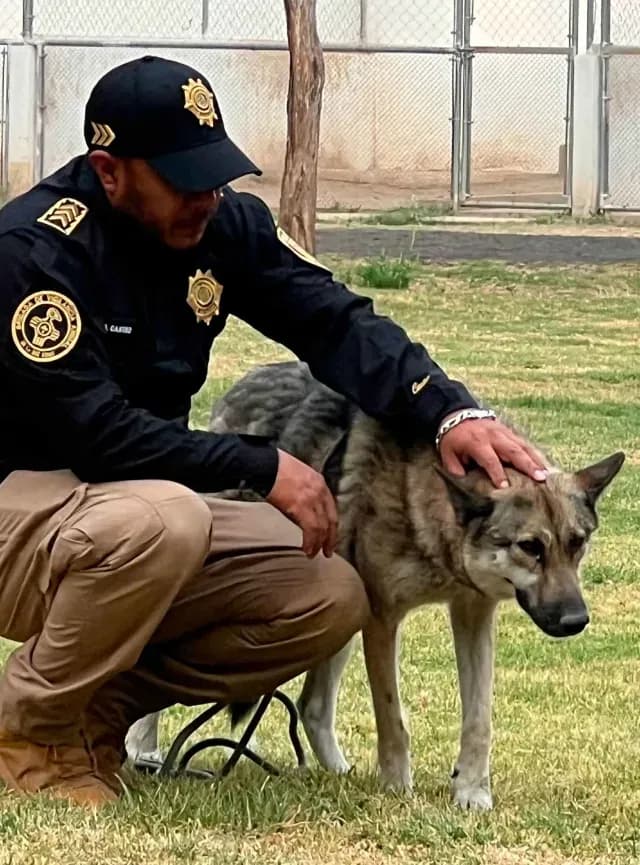 Elementos de la BVA resguardan al perro-lobo