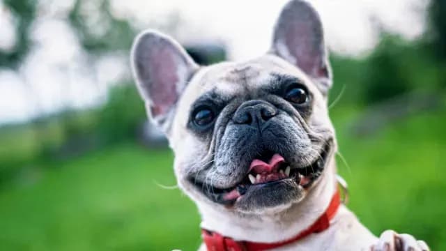 Perros sí entienden a los humanos