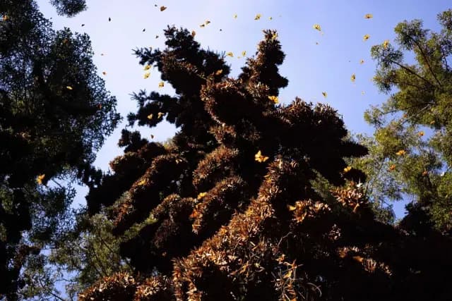 Santuario de mariposa monarca en Michoacán