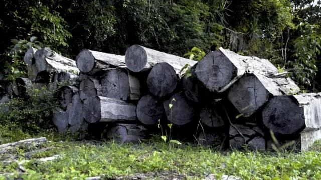 decomiso madera
