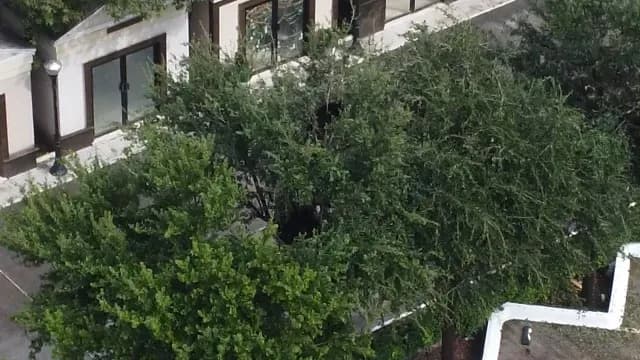osos arbol