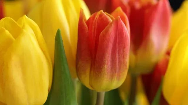 Tulipanes, flor originaria de Países Bajos
