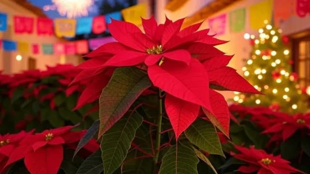 Feliz Navidad