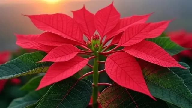 Feliz Navidad